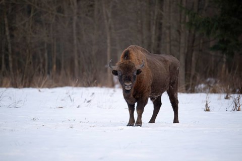 European bison (Bos bonasus, Bison bonasus), bison bull standing in a forest clearing in winter,