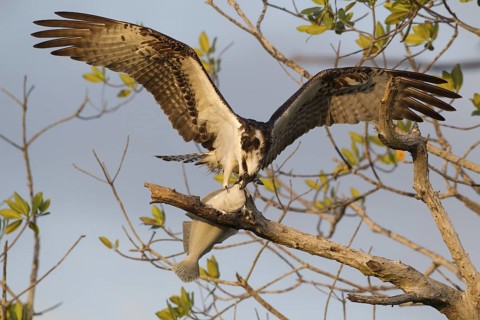 Western Osprey (Pandion haliaetus) feeding on fish prey on a branch, Florida, USA