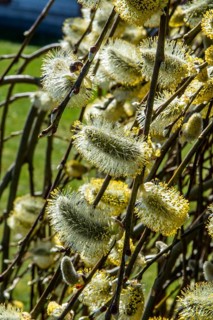 Hanging pussy willow (Salix caprea 'Kilmarnock') in spring in Ystad, Skåne County, Sweden,