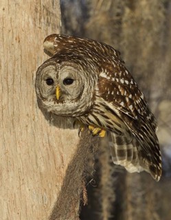 Barred Owl (Strix varia), Florida, USA