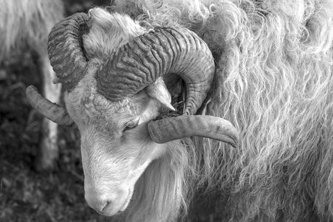 Sheep (Ovis aries), portrait of a male Moorschnucke with horn, black and white, Rehna,