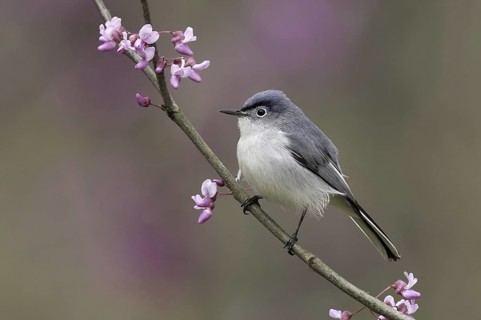 Blue-grey Gnatcatcher (Polioptila caerulea), Ohio, USA