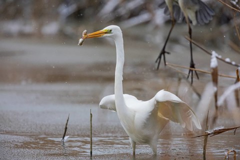 Great White Egret (Egretta alba) Germany