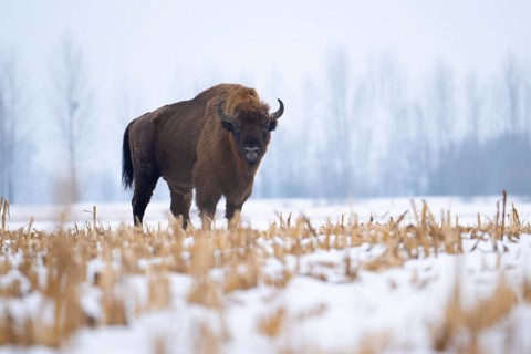 European bison (Bos bonasus, Bison bonasus) Bull bison standing in a field in winter, Podlaskie