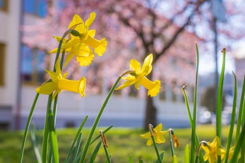 Yellow daffodils bloom in the foreground with a blurred background in a spring-like atmosphere,