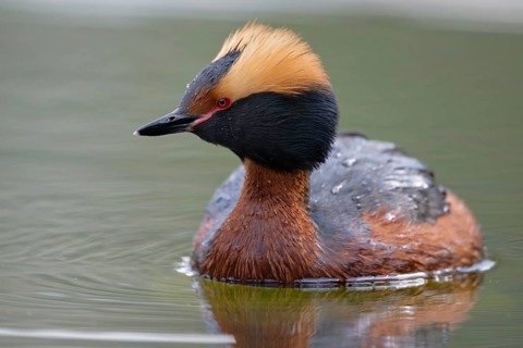 Horned Grebe (Podiceps auritus), Dalarna, Sweden