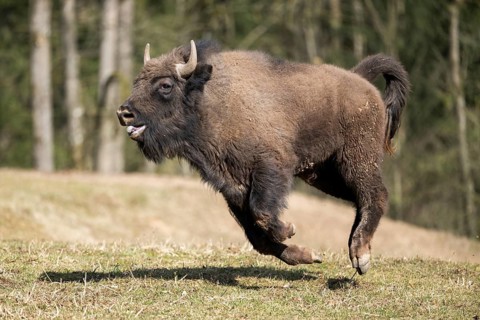 European bison (Bison bonasus) running fast on a meadow, Bavaria, Germany