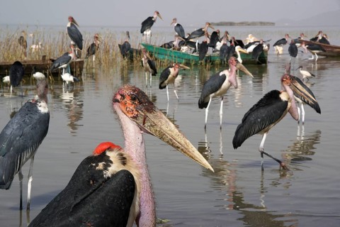 Africa, Ethiopia, Marabou on Lake Langano, Lake Langano, Ethiopia
