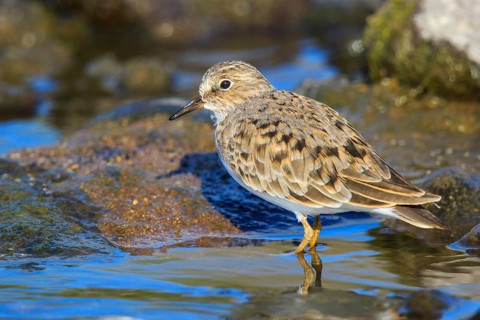 Temminck's Stint (Calidris temminckii), Greece