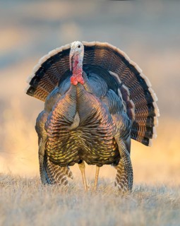 Wild Turkey (Meleagris gallopavo) male, California, USA