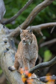 One Eurasian lynx, (Lynx lynx), sitting on fallen dead tree with a green natural background and