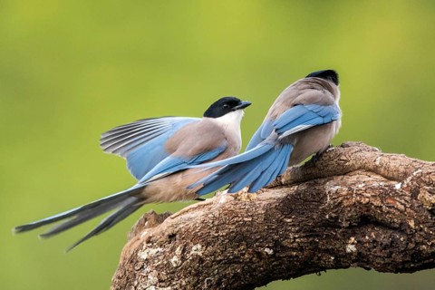 Iberian Magpie (Cyanopica cooki), Andalusia, Spain
