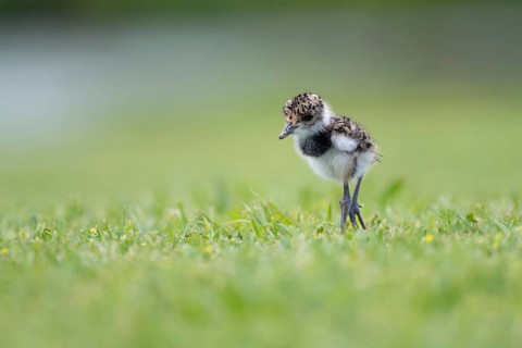 Bronze Lapwing (Vanellus chilensis) chicks in a meadow, Entre Rios, Argentina
