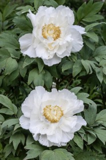 Shrub peony (Paeonia suffruticosa Hana-Daijin), Emsland, Lower Saxony, Germany