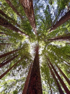 Upward view of towering redwood trees, their trunks reaching skyward, surrounded by lush green