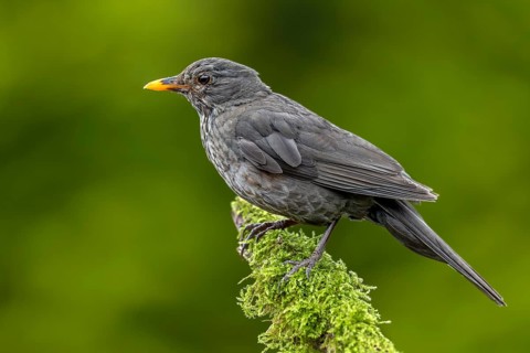 The female blackbird (Turdus merula) can see the efforts of rearing her young, garden bird, June,