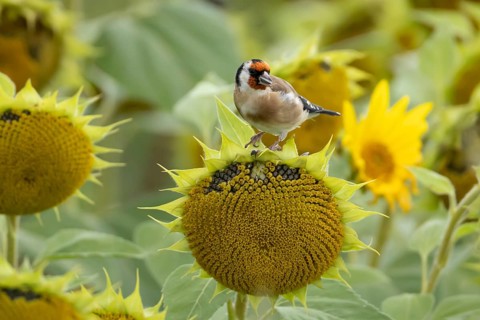 European goldfinch (Carduelis carduelis) adult bird feeding on a sunflower seed in a field of