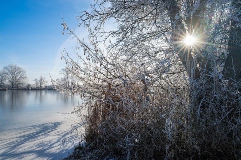 Trees with hoarfrost on a pond, in backlight with sun star, blue sky, Thuringia, Germany