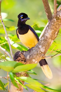 Plush-crested jay (Cyanocorax chrysops) Pantanal Brazil