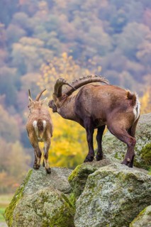 Two ibex (Capra ibex), a male and a female, stand on a rock. The male shows some flehming and
