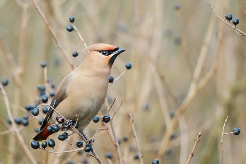Bohemian Waxwing (Bombycilla garrulus), North Rhine-Westphalia, Germany