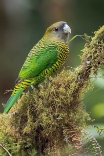 Brehm's Tiger Parrot (Psittacella brehmii) perched on a branch in Papua New Guinea