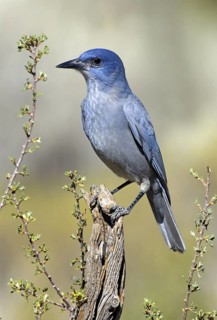 Pinyon Jay (Gymnorhinus cyanocephalus), Oregon, USA
