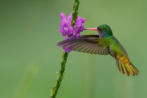 Blue-throated Sapphire (Hylocharis eliciae) flying and feeding at a flower in Costa Rica