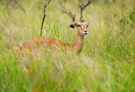 Impala (Aepyceros) in tall grass, Akagera National Park or Kagera National Park, Eastern Province,