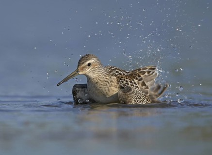 Stilt Sandpiper (Calidris himantopus) bathing, Ohio, USA