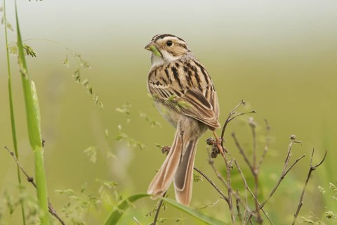 Clay-colored Sparrow Spizella pallida Appleton, Chippewa County, Minnesota, United States 30 May