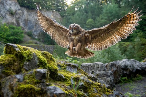 Eurasian Eagle-owl (bubo bubo) flying, Gerolstein, Rhineland-Palatinate, Germany