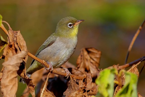 Somali White-eye, (Zosterops abyssinica), Animals, Birds, Middle East, Tawi Atayr, Salalah, Dhofar,