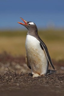 Nesting penguin on the meadow. Gentoo penguin in the nest wit two eggs, Falkland Islands. Animal
