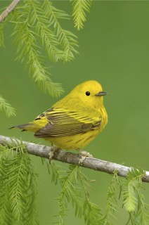 American Yellow Warbler (Setophaga aestiva), Texas, USA