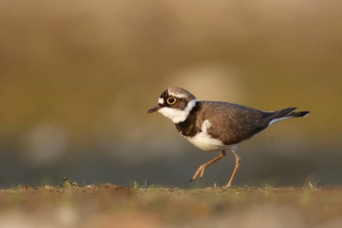 Little Ringed Plover (Charadrius dubius) male, North Rhine-Westphalia, Germany