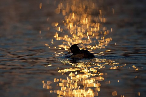 Tufted Duck (Aythya fuligula) male, Brandenburg, Germany