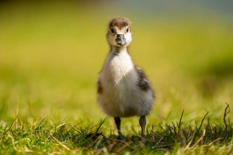 Egyptian goose (Alopochen aegyptiaca) cute chick on a meadow at the shore of a lake, Bavaria,