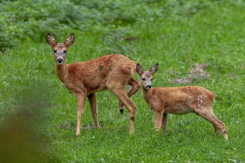 Doe (Capreolus capreolus) and fawn in a meadow, baby animals, sweet, cute, September, Germany