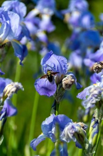 Bumblebee on iris, light blue blooms, France
