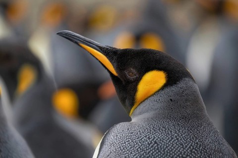 King Penguin (Aptenodytes patagonicus), South Georgia