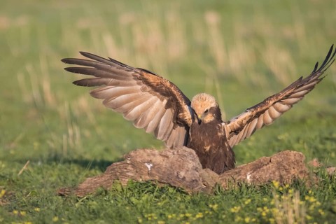 Marsh harrier (Circus aeruginosus), Extremadura, Castilla La Mancha, Spain
