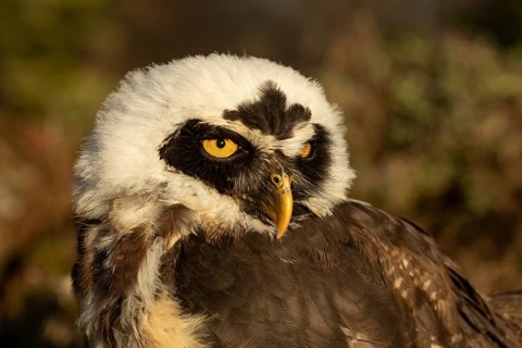 Spectacled Owl (Pulsatrix perspicillata) captive, juvenile, Germany
