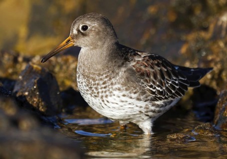 Purple Sandpiper (Calidris maritima), Asturias, Spain