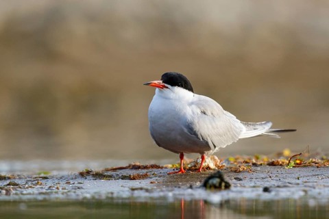 Common Tern (Sterna hirundo), North Rhine-Westphalia, Germany