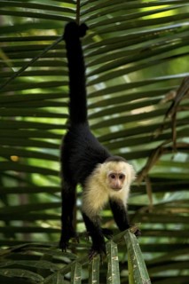 A white-faced capuchin monkey in Manuel Antonio National Park