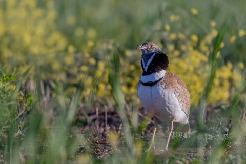 Little bustard (Tetrax tetrax), male, courtship display, Catalonia, Spain