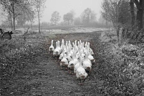 Geese (Anserinae) on their way to the feeding meadow, black and white, Othenstorf,
