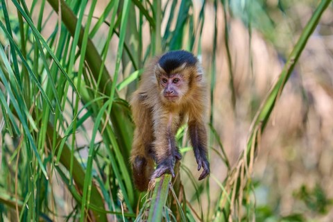 A capuchin monkey sits attentively on a branch, surrounded by dense foliage, capuchin monkey