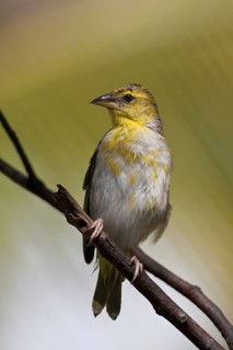 Village Weaver (Ploceus cucullatus spilonotus) female perched on a branch, Mauritius